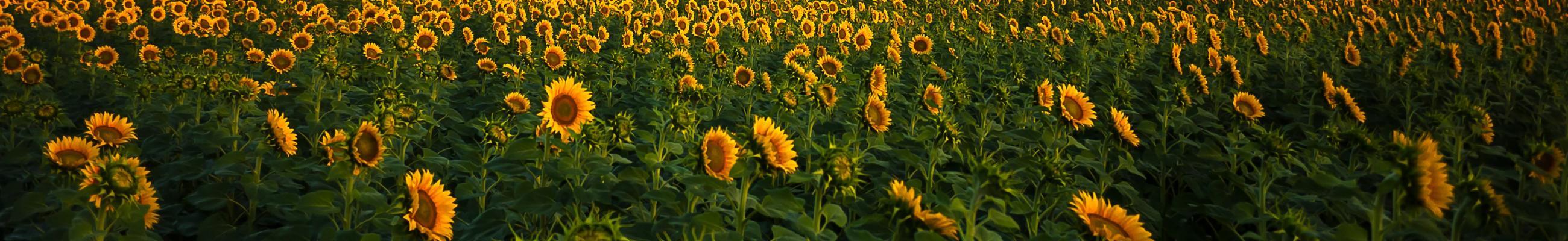 sunflowers